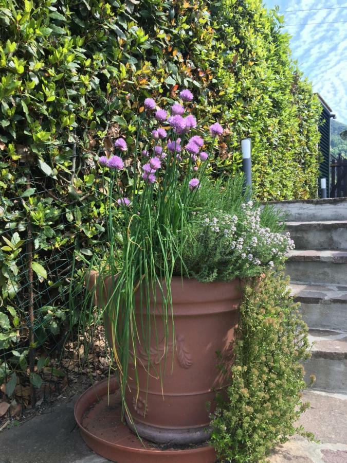 Casa Pietra Del Sole Villa ลุคคา ภายนอก รูปภาพ